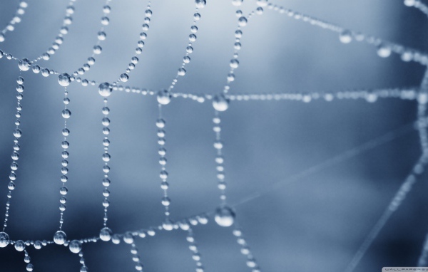 Роса покрыла паутину