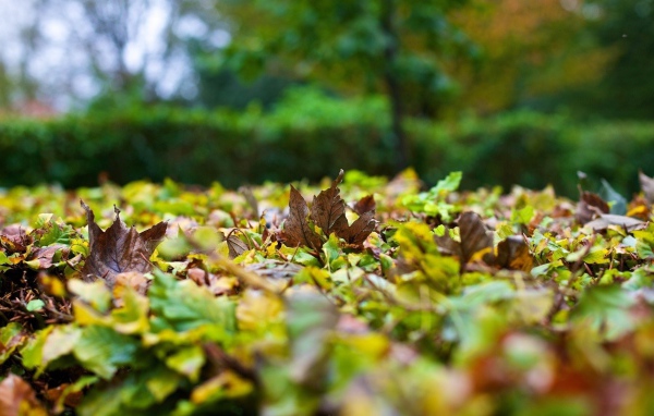 Опавшие листья на траве вблизи