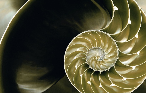 Большая ракушка в разрезе