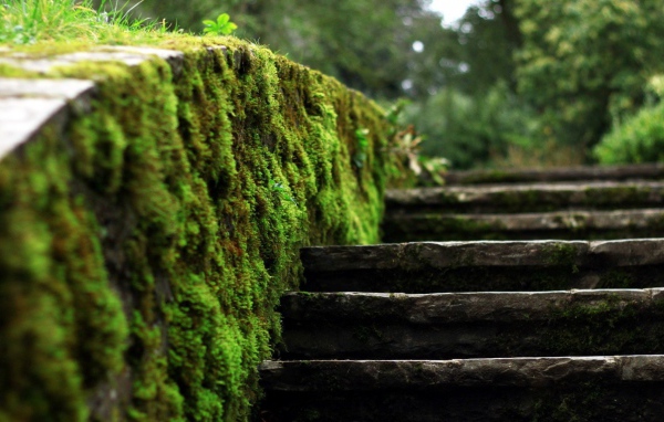 Мох на краю каменной лестницы