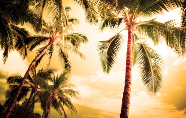 Пальмы под жарким небом