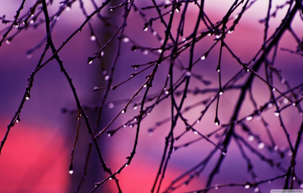 Капли дождя на концах веток дерева