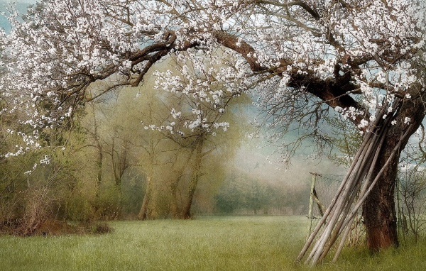 Палки у ствола цветущего дерева