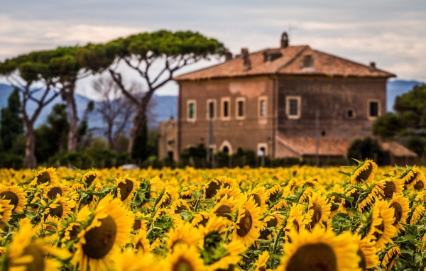 Вилла позади поля подсолнухов
