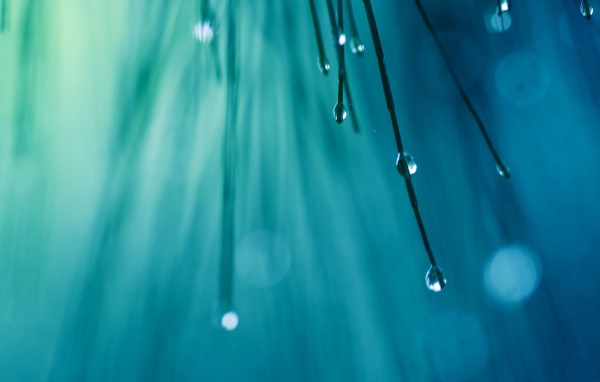 Капли воды на кончиках хвои