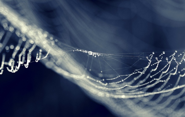 Паутина провисла от влаги