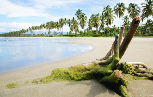 Покрытая тиной коряга на пляже