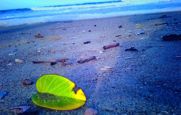 Лист растения на песке пляжа