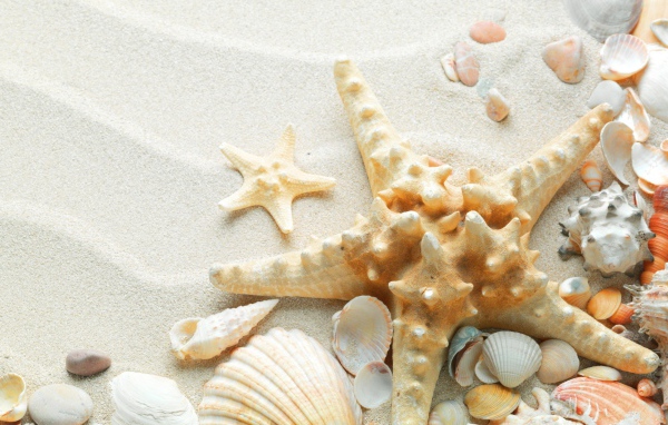 Окаменевшая звезда на пляже