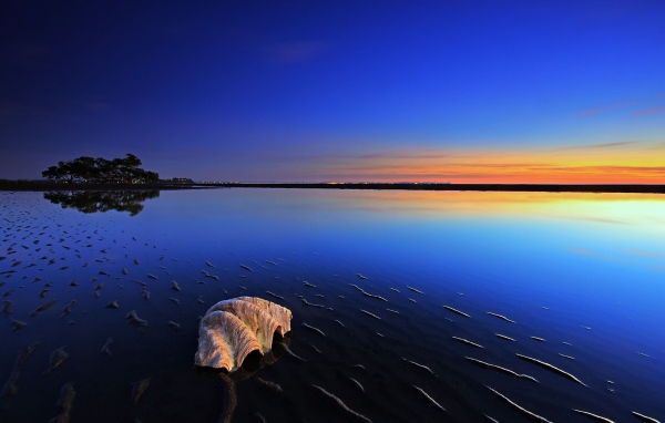 Ракушка на пляже во время прилива