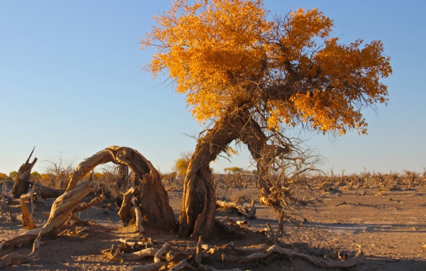 Полусухое дерево с желтыми листьями