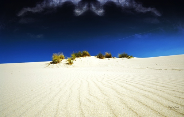 Растительность в белой пустыне