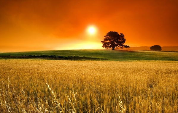 Поле пшеницы под оранжевым небом