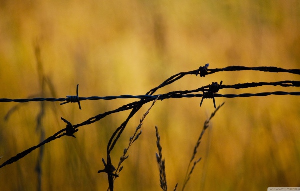 Колючая проволока в поле