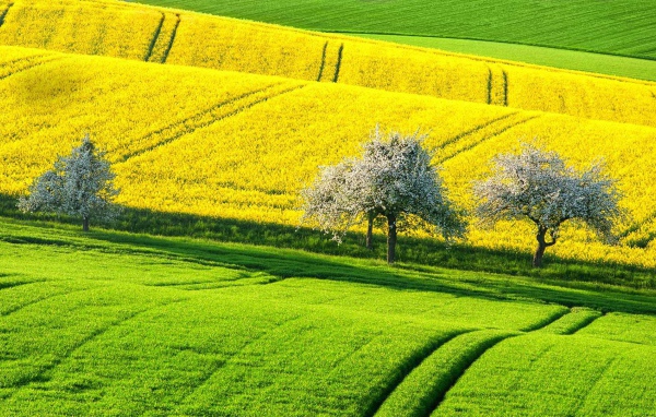 Цветущие деревья между зеленым и желтым полем
