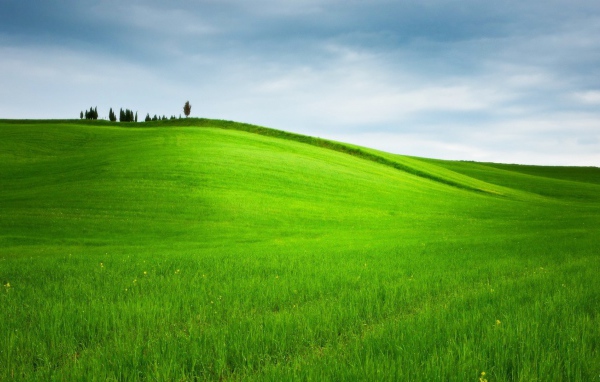 Ухоженное зеленое поле