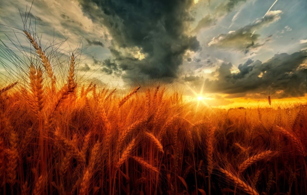 Поле оранжевой пшеницы