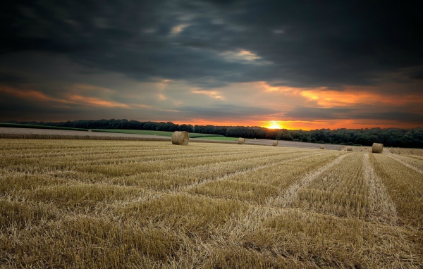 Убранное поле с сеном