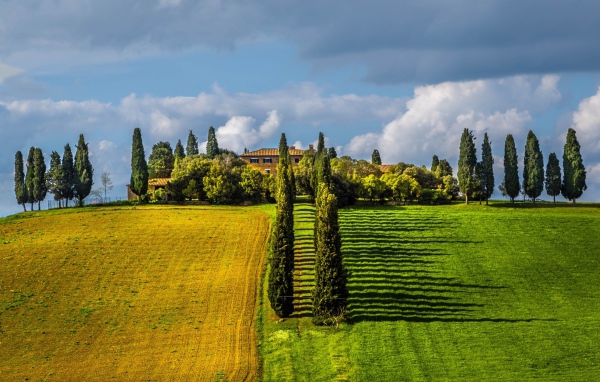 Ряды тополей между полями