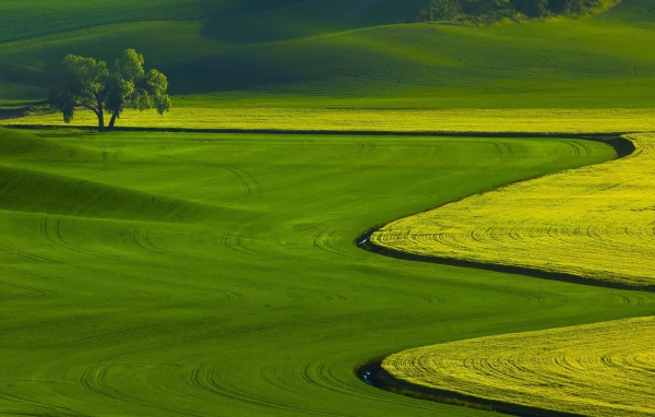 Оттенки зелени на полях
