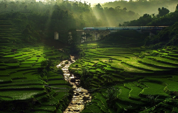 Поезд проезжает над полями террасами