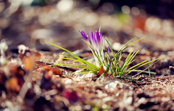 Маленький фиолетовый цветок на земле