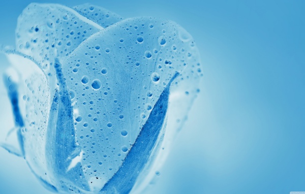 Голубой прозрачный тюльпан