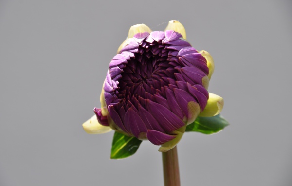 Бутон большого фиолетового цветка на сером фоне