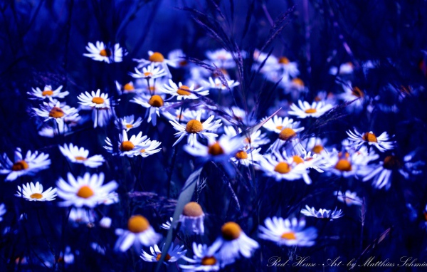 Ромашки в синем свете