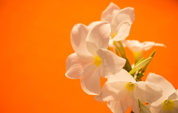 Нежные белые цветы на оранжевом фоне