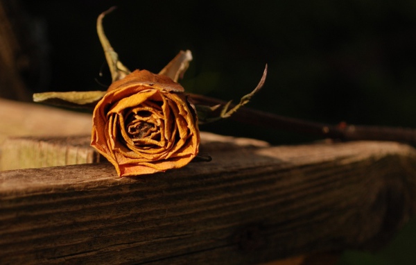 Засохшая оранжевая роза