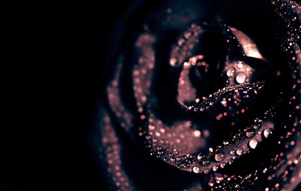 Капли воды на черной розе