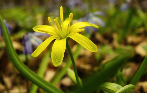 Зелено желтый цветок
