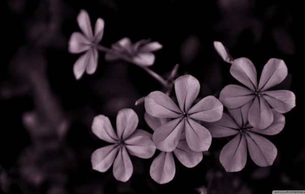 Серые цветы на черном фоне