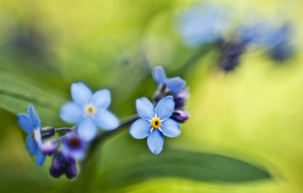 Незабудки на зеленом листе