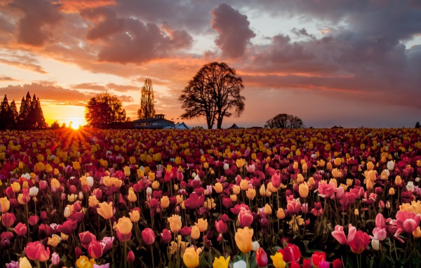 Смешанное поле с желтыми и розовыми тюльпанами