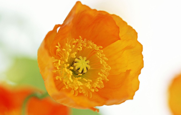 Оранжевый цветок на белом фоне