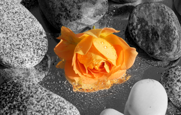 Оранжевая роза среди камней в воде