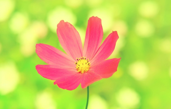 Розовая ромашка на зеленом фоне