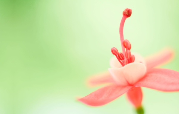 Тычинка розового цветка