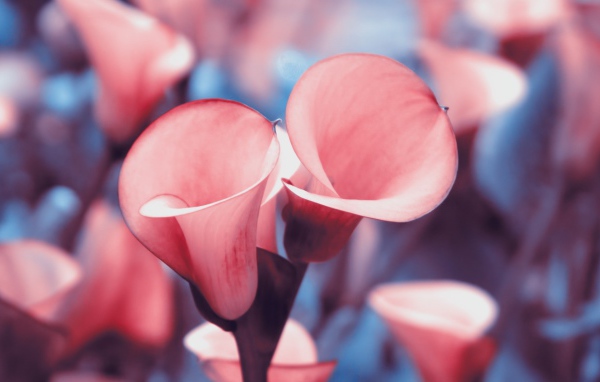 Розовые лилии с красной каймой