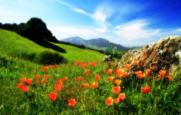 Маки у камня в горах