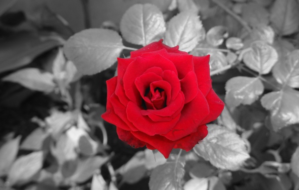 Красная роза на фоне серых листьев
