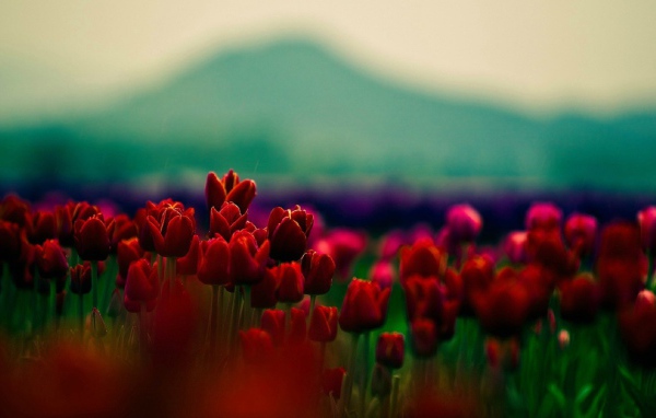 Красные тюльпаны на фоне горы