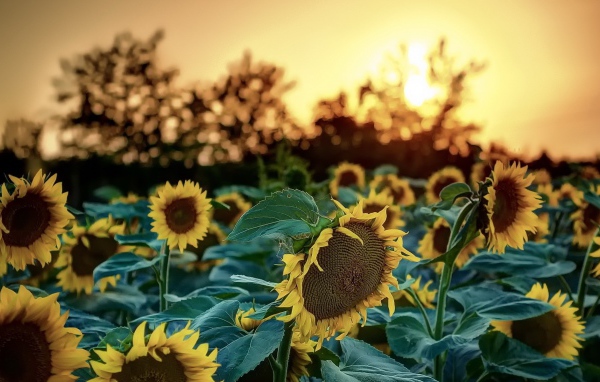 Подсолнухи на фоне деревьев и заката