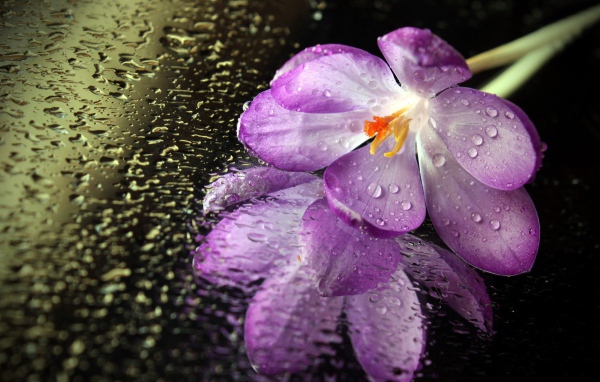 Цветок на мокром зеркале