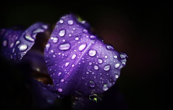 Влажные фиолетовые лепестки на черном фоне