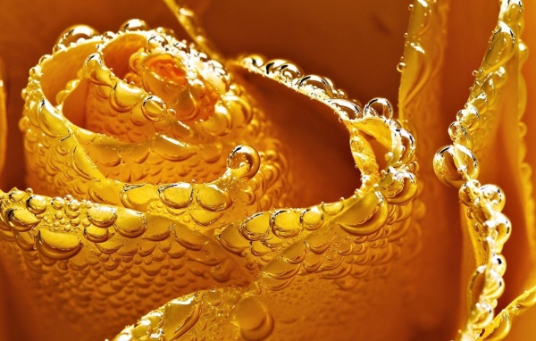 Мокрая желтая роза