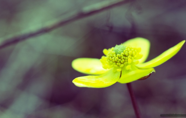 Желто зеленый цветок на сером фоне