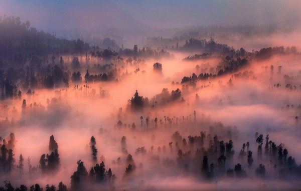 Густой туман в лесу подсвечен солнцем на закате